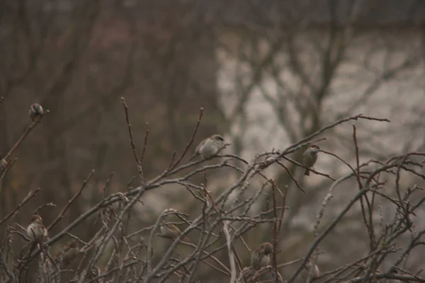 Sparrow Branch Tree — Stock Photo, Image