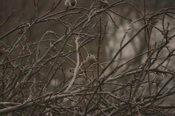 Sparrow Branch Tree — Stock Photo, Image