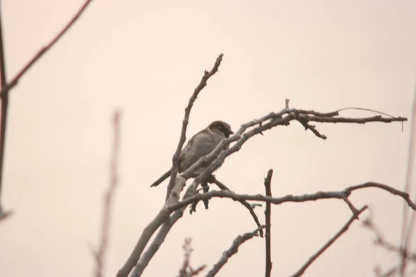 serçe ağacın dalında