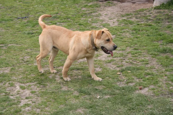 Çimlerin üzerindeki köpek