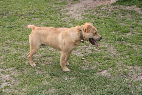 Çimlerin Üzerindeki Köpek — Stok fotoğraf