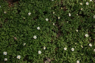 Ilık bahar ormanlarındaki güzel şakayıklar
