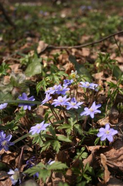 Ilık bahar ormanlarındaki güzel şakayıklar
