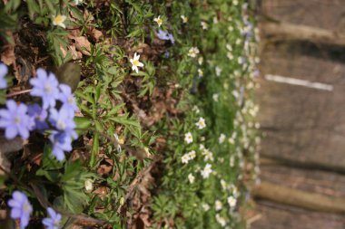 Ilık bahar ormanlarındaki güzel şakayıklar