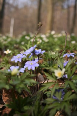 Ilık bahar ormanlarındaki güzel şakayıklar