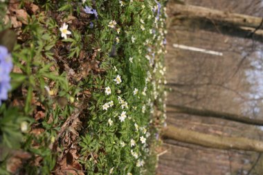 Ilık bahar ormanlarındaki güzel şakayıklar