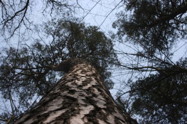 Bahar ormanının bir resmi.