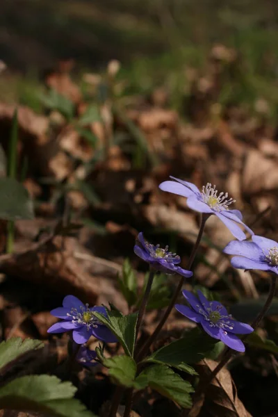 Las Hermosas Anémonas Cálido Bosque Primavera —  Fotos de Stock