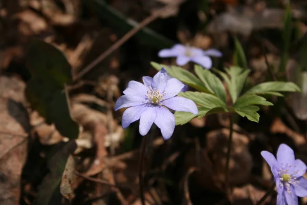 Belas Anêmonas Floresta Quente Primavera — Fotografia de Stock