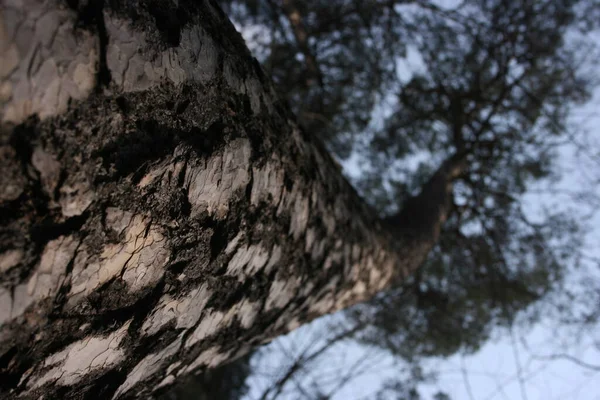 Una Foto Della Foresta Primaverile — Foto Stock