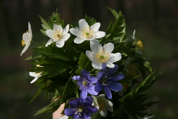 Ilık bahar ormanlarındaki güzel şakayıklar