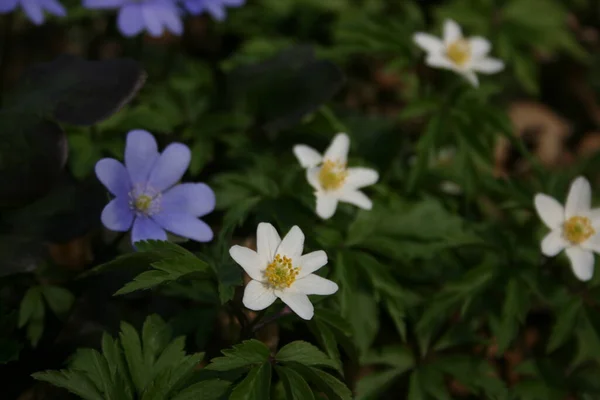Beautiful Anemones Warm Spring Forest — Stock Photo, Image