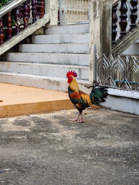 Tavuk yerde yiyecek arıyor, hayvan içgüdüsü.