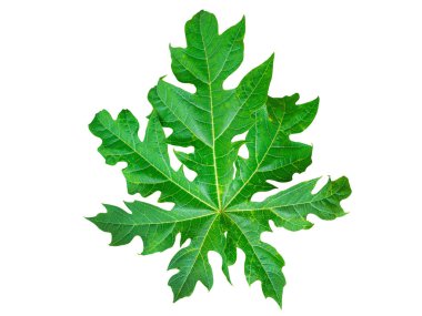 Yeşil yaprak çok güzel. Adı Papaya ağacı, beyaz arkaplan haritası.