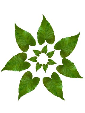 Yeşil yaprak çok güzel, beyaz arkaplan haritalama