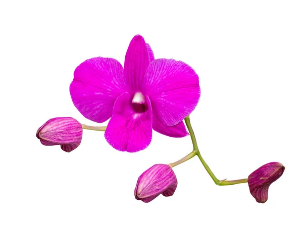 Lila Blomnamn Orkidé Blomma Vacker Bangkok Thailand Vit Bakgrund — Stockfoto