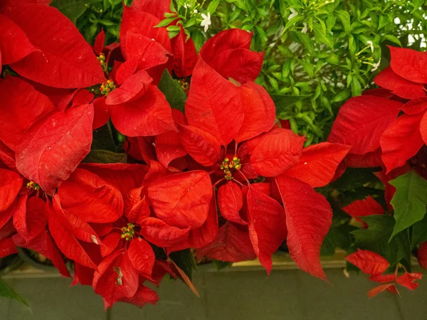 Poinsettia Flores Topo Feliz Dia Natal Cores Vermelho Verde — Fotografia de Stock