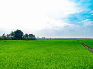 Büyüyen tarlalarda yeşil pirinç bitkileri, Bataklık pirinç bitkileri, Arka plan mavi gökyüzü ve beyaz bulutlar Ayutthaya Tayland 'da güzel doğa, turistik cazibe