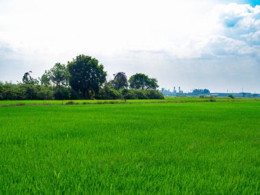 Büyüyen tarlalarda yeşil pirinç bitkileri, Bataklık pirinç bitkileri, Arka plan mavi gökyüzü ve beyaz bulutlar Ayutthaya Tayland 'da güzel doğa, turistik cazibe