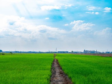 Büyüyen tarlalarda yeşil pirinç bitkileri, Bataklık pirinç bitkileri, Arka plan mavi gökyüzü ve beyaz bulutlar Ayutthaya Tayland 'da güzel doğa, turistik cazibe