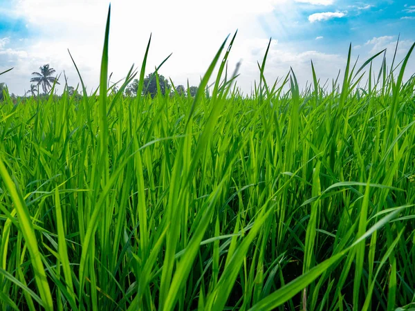 Зелені Рисові Рослини Плантаціях Swamp Rice Plants Background Blue Sky — стокове фото