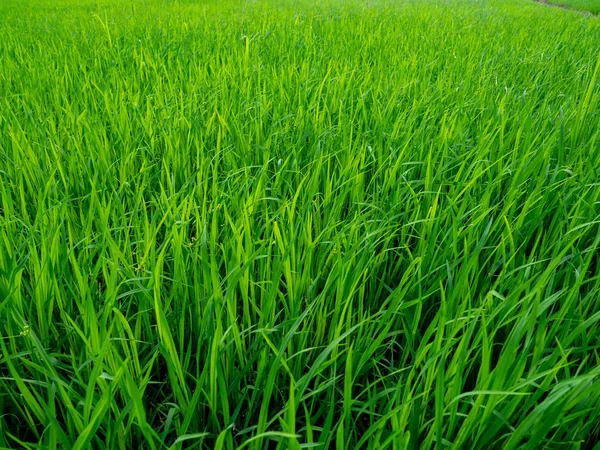 Zelené Rýže Rostliny Rostoucích Polích Močál Rýže Rostlina Pozadí Modrá — Stock fotografie