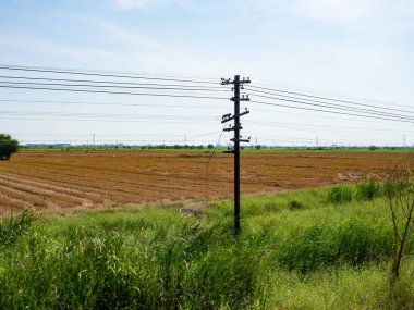 Otlaklar ve pirinç tarlaları, Doğa Rengi Yeşil Arkaplan Mavi Gökyüzü, Çimen Çiçekleri