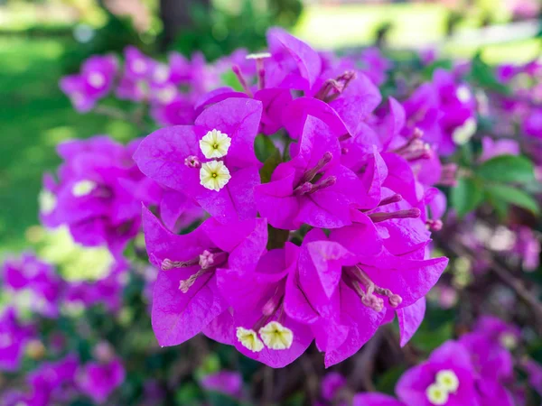 Bougainvillea Flower Purple Full Bloom Bang Royal Palace Ayutthaya Thailand — Stock Photo, Image
