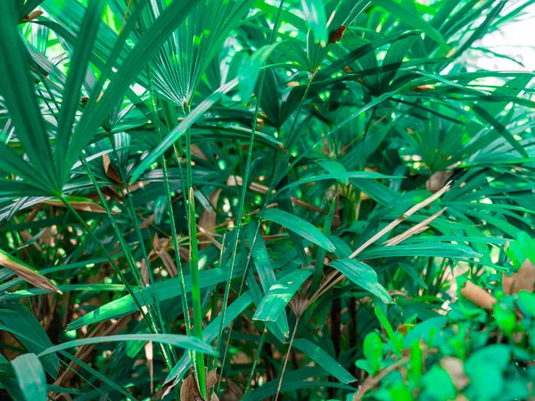 Krzew Roślinny Kolor Zielony Ściana Naturalnego Wzrostu Piękne — Zdjęcie stockowe