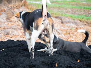 Uzun kulaklı köpek Kara ve Kahverengi oyun Kara Kil Doğal ağaç arka planında