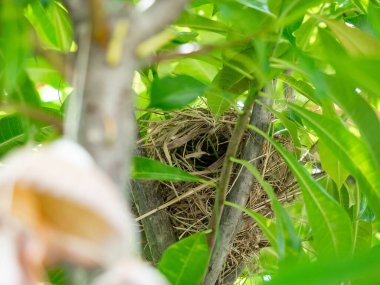 Ağaçtaki kuş yuvası. Kuşlar yumurtalarını bırakmaya gelir. Yumurtaları tehlikeden korur..