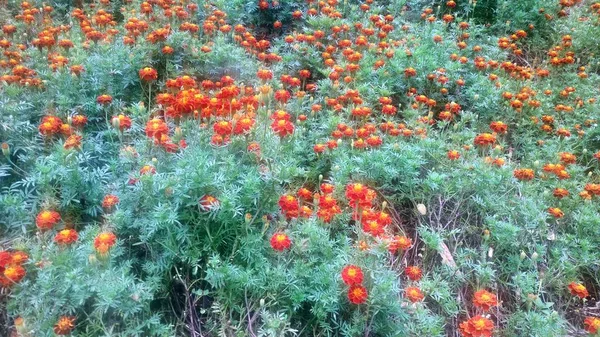 Oranžové Květy Strowflower Které Rostou Zahradě Batu Malang Indonésie — Stock fotografie