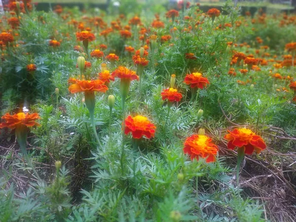 Flores Girasol Anaranjadas Que Crecen Jardín Batu Malang Indonesia — Foto de Stock