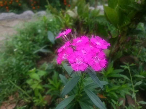 Flores Rosadas Silvestres Que Crecen Jardín Batu Malang Indonesia — Foto de Stock