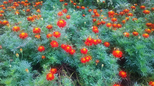 Fiori Viola Gomphrena Che Crescono Nel Giardino Batu Malang Indonesia — Foto Stock