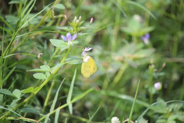 butterflies perch on wild grass