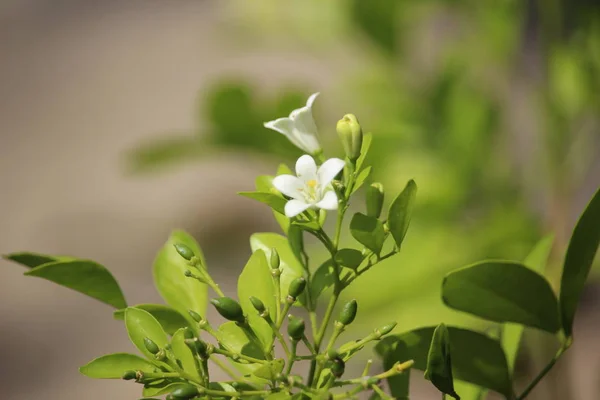 Fiore Giallastro Giapponese Murraya Paniculata — Foto Stock