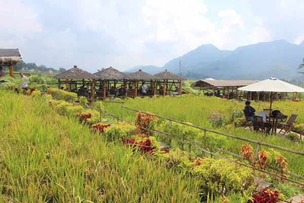 Paddy Field Cafe Tour Pujon Malang District East Java Indonesia — 스톡 사진