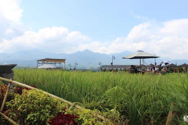 Visita Cafetería Paddy Field Pujon Distrito Malang Java Oriental Indonesia —  Fotos de Stock