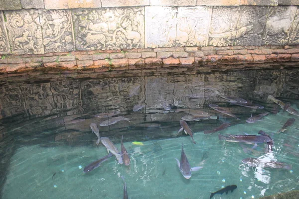 Bathing Fish Ponds Penataran Temple Hindu Temple Kelud Mountain Guard — Stock Photo, Image