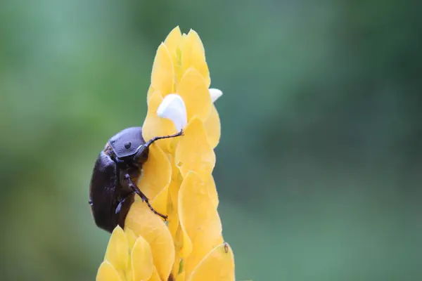 Rural Beetles Climbing Yellow Flowers — Stock Photo, Image