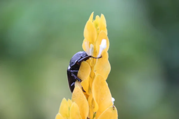 Rural Beetles Climbing Yellow Flowers — Stock Photo, Image