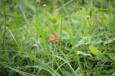 Kahverengi kelebekler köyün kıyısındaki çayırlarda oynuyorlar.
