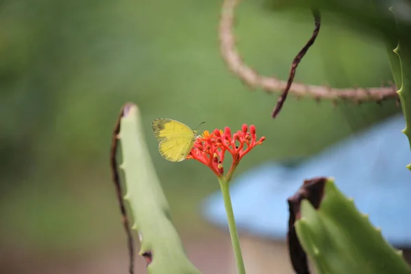 Gelbe Schmetterlinge Spielen Auf Der Wiese Dorfrand — Stockfoto