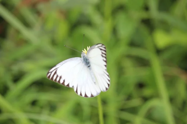Les Papillons Blancs Jouent Dans Prairie Bordure Village — Photo