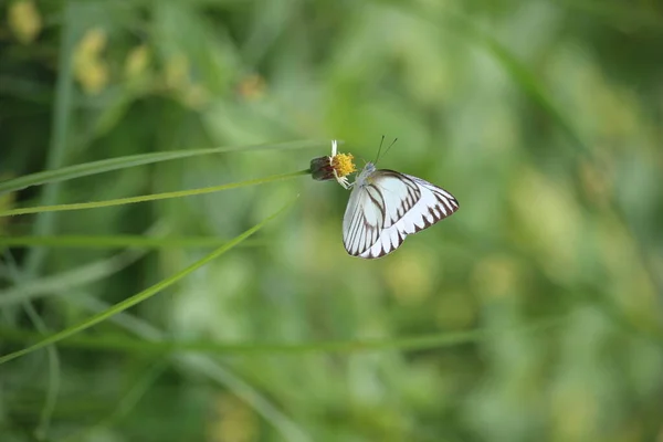 白い蝶は村の端の牧草地で遊ぶ — ストック写真