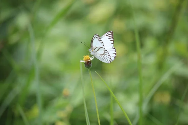 White Butterflies Play Meadow Edge Village — Stock Photo, Image