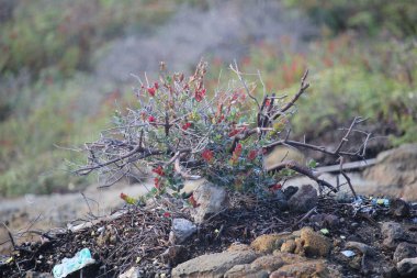 dağ yaban otları yamaçlara tutunuyor.