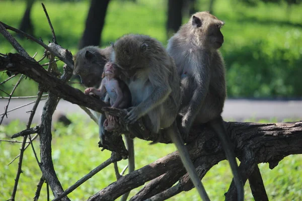 Οικογένεια Πιθήκων Είναι Επάνω Ένα Δέντρο Baluran National Park Situbondo — Φωτογραφία Αρχείου