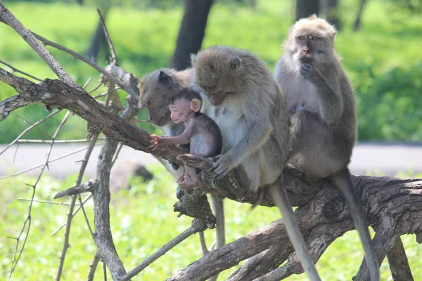 Οικογένεια Πιθήκων Είναι Επάνω Ένα Δέντρο Baluran National Park Situbondo — Φωτογραφία Αρχείου